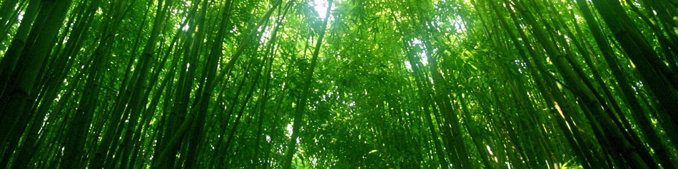 bamboo-forest1